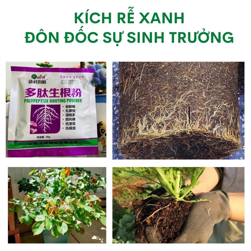 Siêu Kích Rễ Nội Địa Trung - Polypeptide Rooting Powde - Gói 30Gr