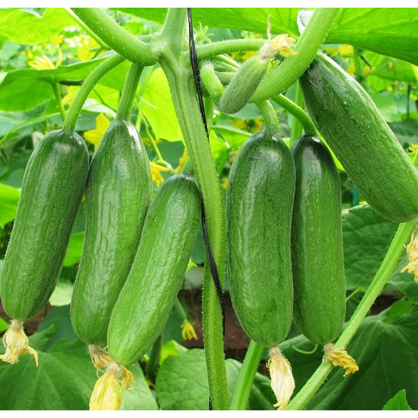 Hạt giống Dưa leo F1 - Baby Boy TN 368 (1g/gói) | F1 Cucumber Seeds