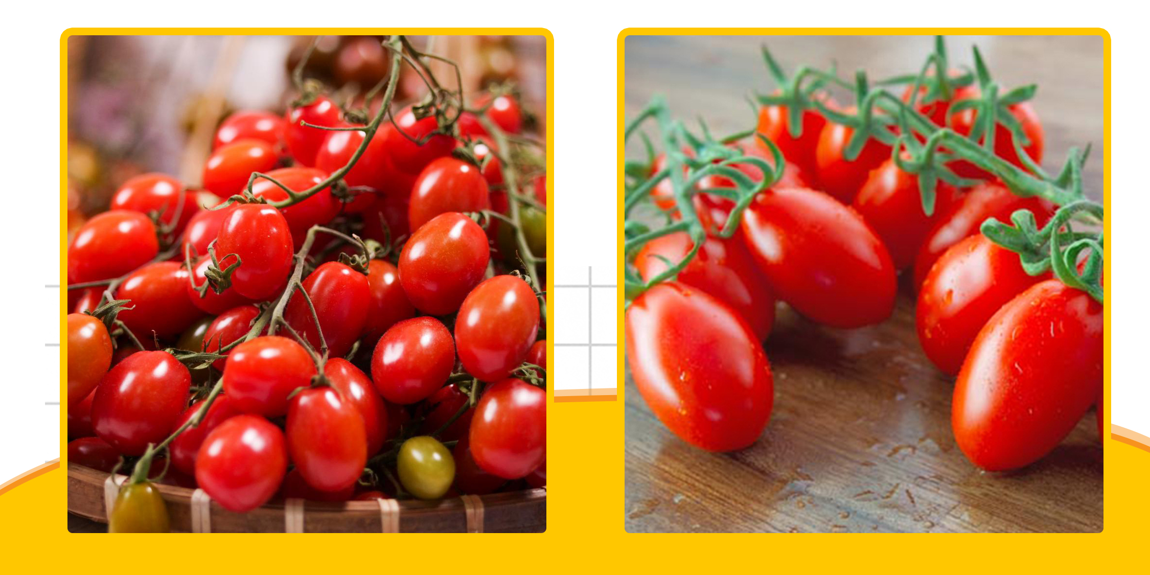 Hạt Giống Cà Chua Cherry Đỏ,Loại Quả Giàu Vitamin A, C và K Rất Tốt Cho Sức Khỏe, Trồng Được Quanh Năm - Nông Sản Vàng