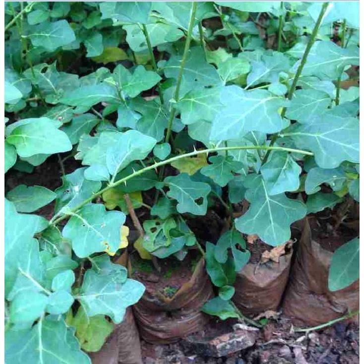 COMBO 2 gói hạt giống cây cà gai leo f1-gói 50 hạt-tặng kèm gói phân bón lót