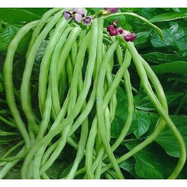 Hạt giống đậu đũa lùn thái lan