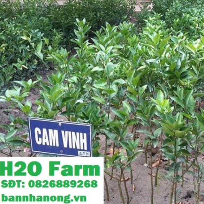 Cây cam vinh siêu quả + Tặng 01 cây dâu da đất