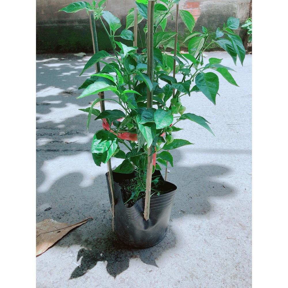 Ớt Kiểng Biquinho Độc Lạ Ăn Được