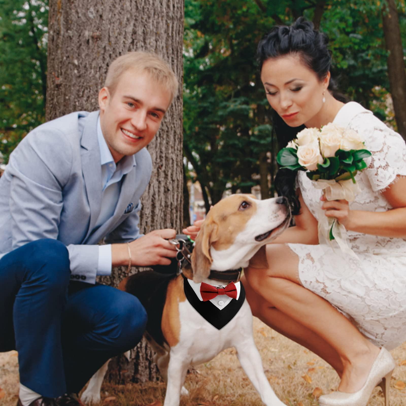 Banda hút thuốc chính thức, 1 mảnh, chó đỏ, bông, cổ áo chó, cổ áo cưới với ruồi và cổ áo cho chó và mèo, m