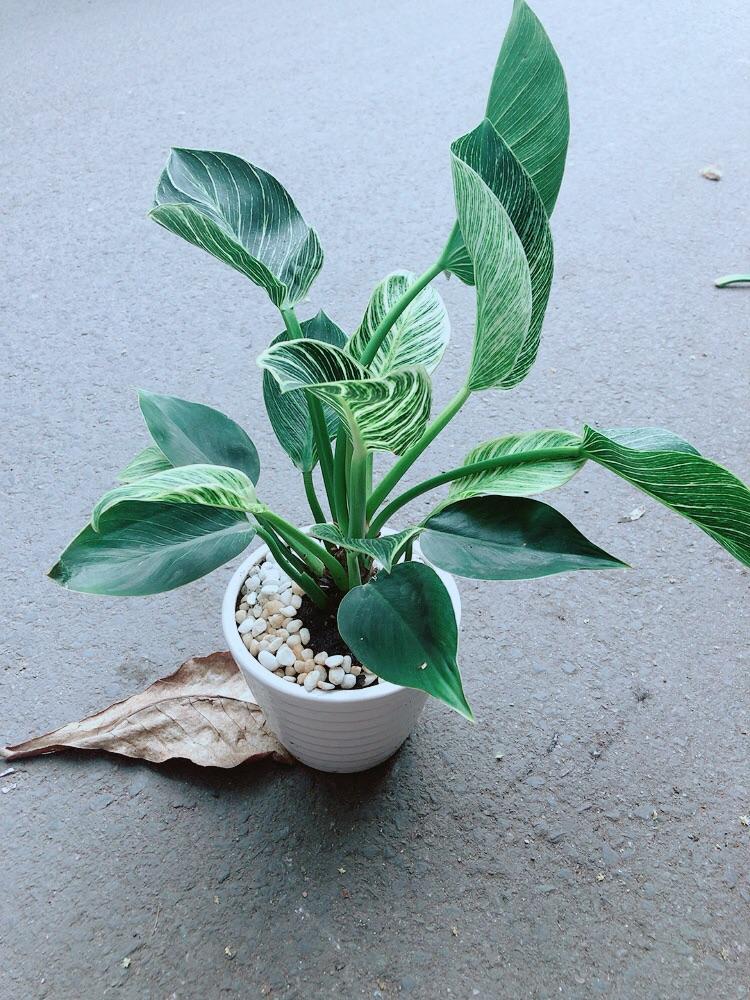 Chậu Cây Trầu Bà Hoàng Kim