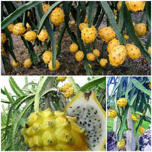 CÂY GIỐNG THANH LONG VỎ tổ yến VÀNG Ecuador