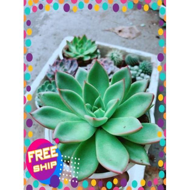 Sen Đá Viền Đỏ