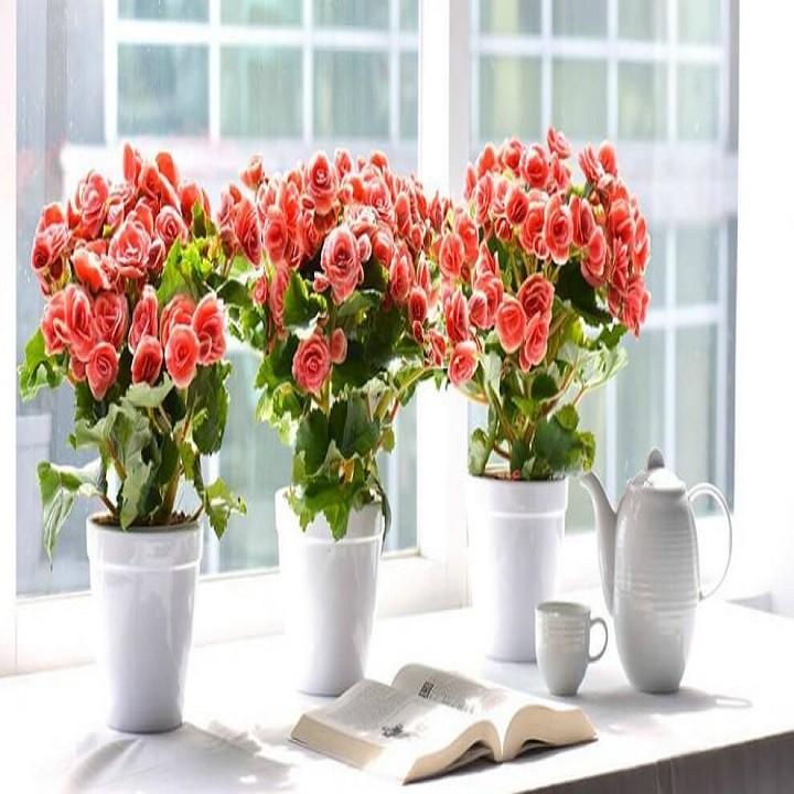 THU HẢI ĐƯỜNG-CHẬU ĐANG HOA