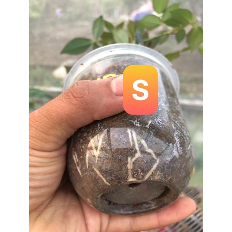 Hoa hồng cổ Sapa cây nguyên bản