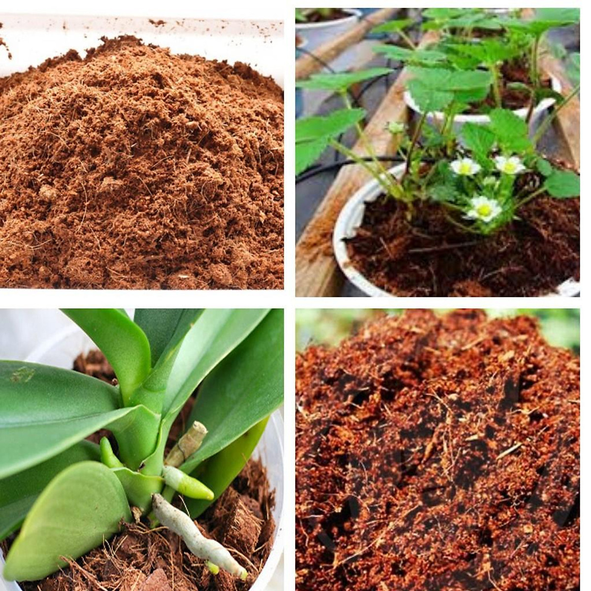 Giá thể mùn xơ dừa trồng cây hữu cơ