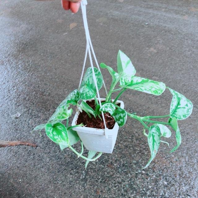 Chậu Trầu Bà Lụa