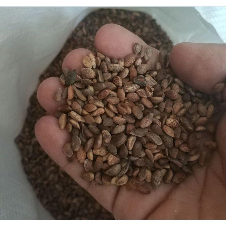 Combo 2 gói Hạt giống cây tùng la hán - Gói 10 Hạt/Tặng gói kích thích hạt nảy mầm-HGNN