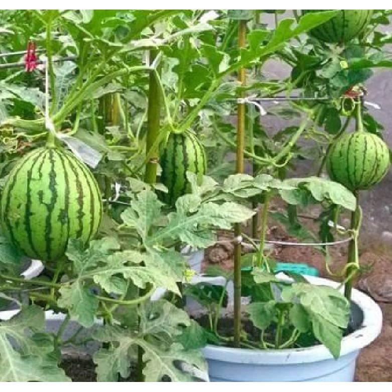 Hạt giống dưa hấu ruột đỏ quả tròn - 1 gói 10 hạt/Kèm gói kích hạt nảy mầm