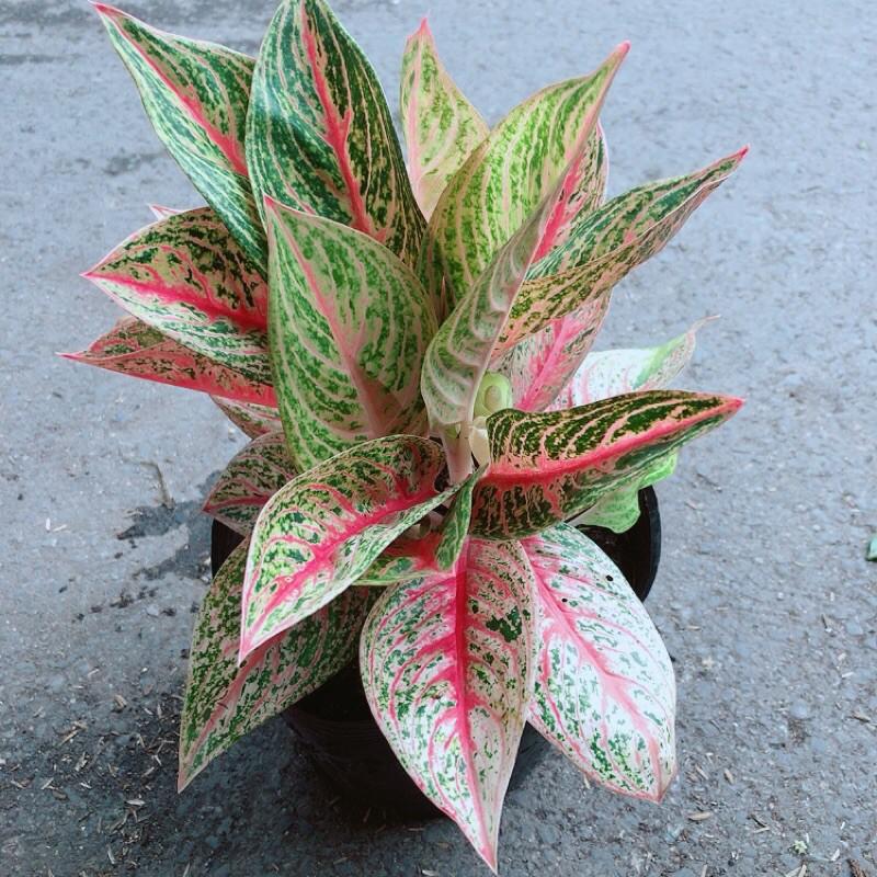 Cây Thịnh Vượng