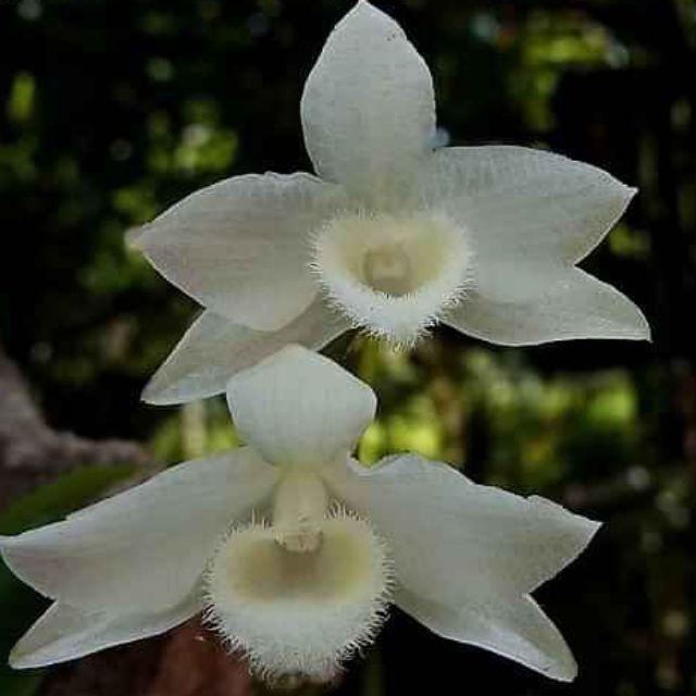 Hoa lan Trầm trắng giống hoa thơm cây cực đẹp