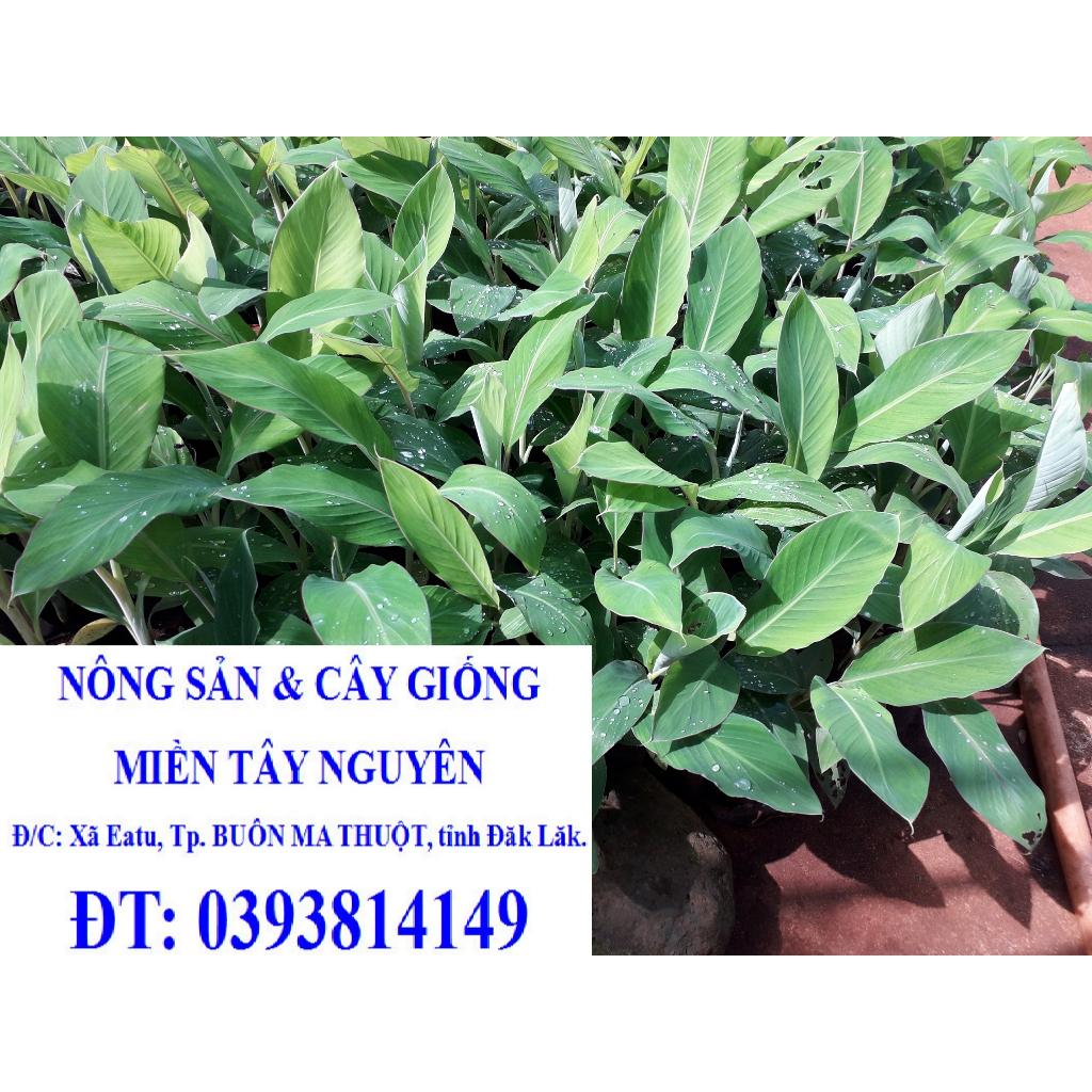 CÂY GIỐNG CHUỐI HỘT RỪNG CẤY MÔ .