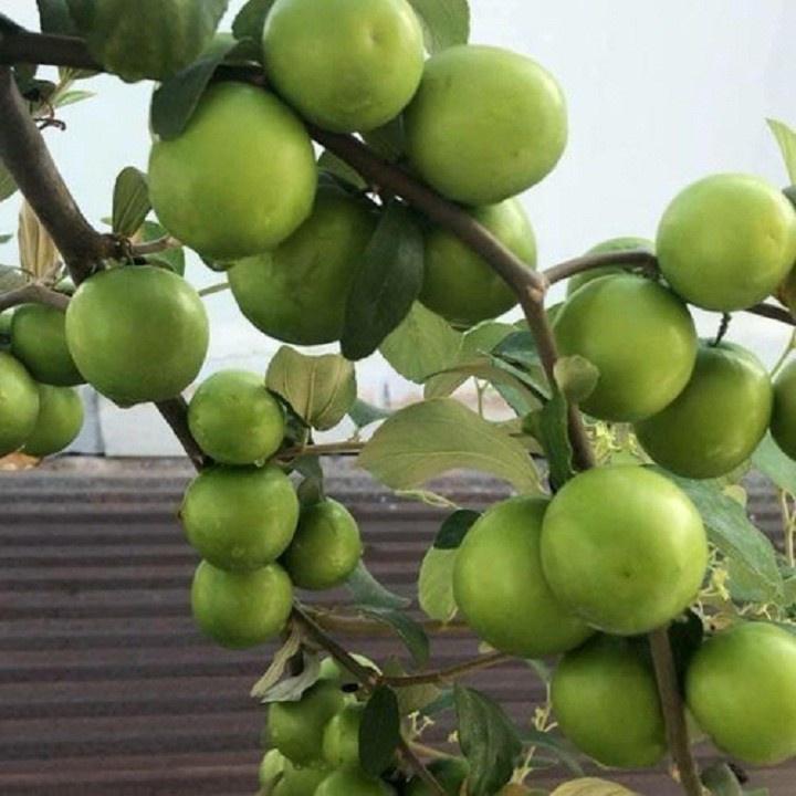 Cây Táo Xanh Giống Thái Siêu Trái. CHUẨN GIỐNG.