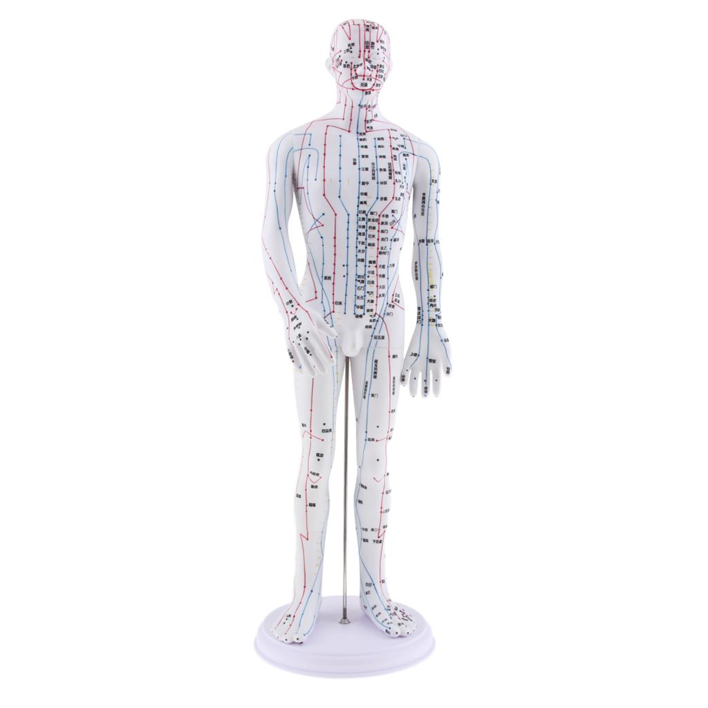Male and Female Acupuncture Model 20 inches with Chinese Points