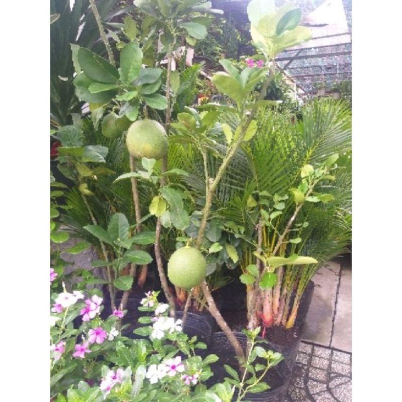 Bưởi Da Xanh Trồng Chậu Siêu Trái