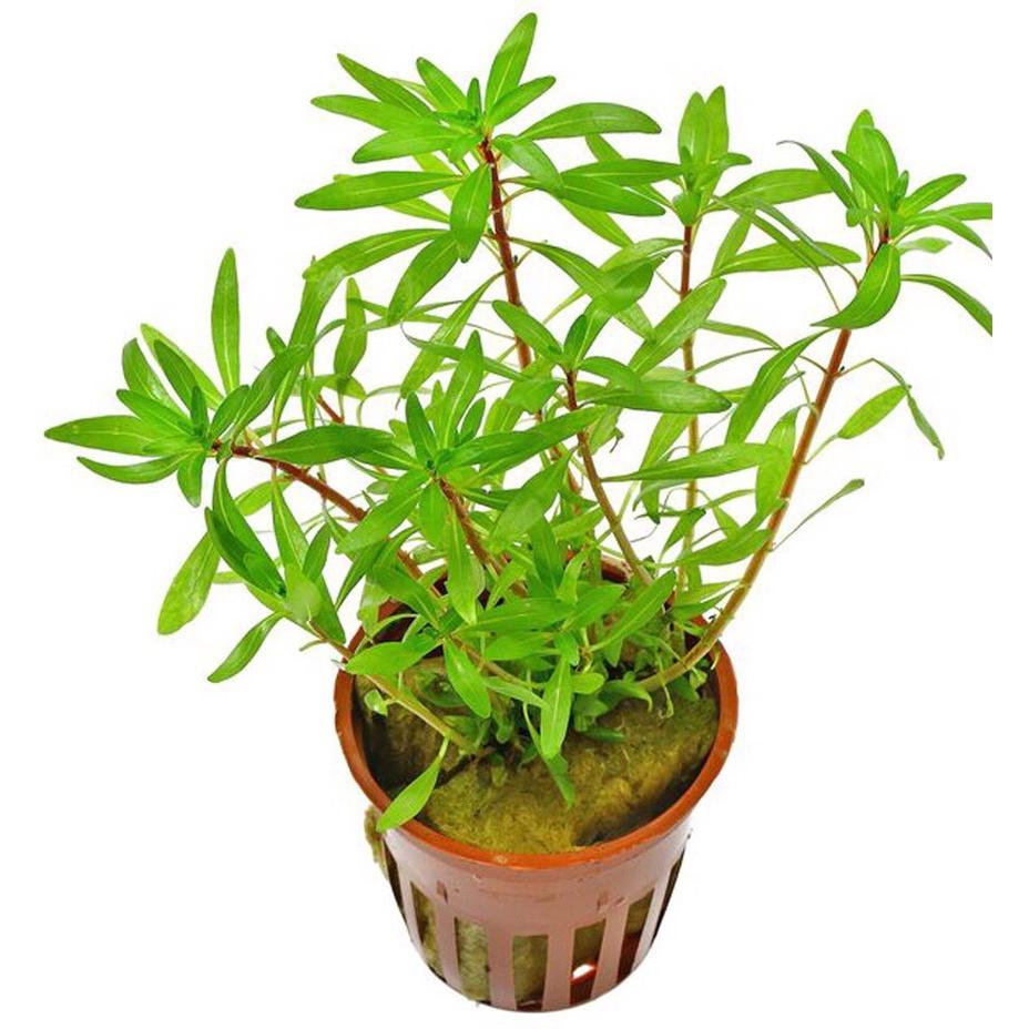 HOÀNG THÁI DƯƠNG 15 NGỌN lá cạn