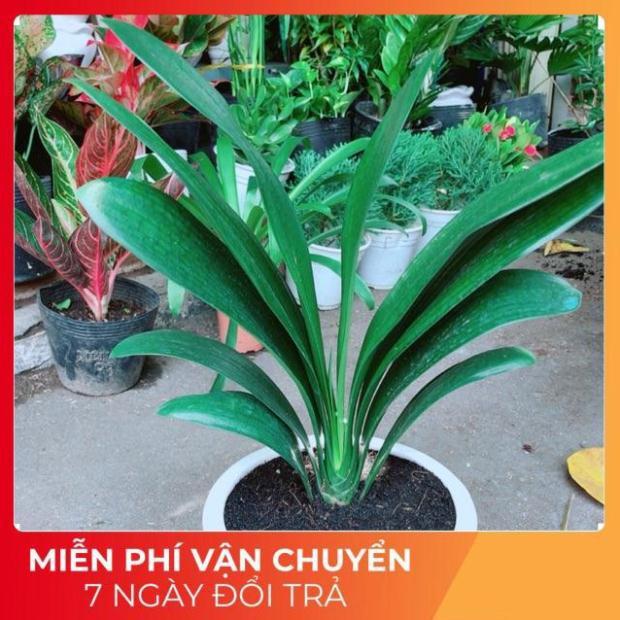 Chậu Lan Quân Tử