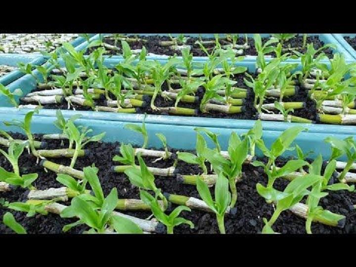 Phi điệp đột biến VỌNG XƯA