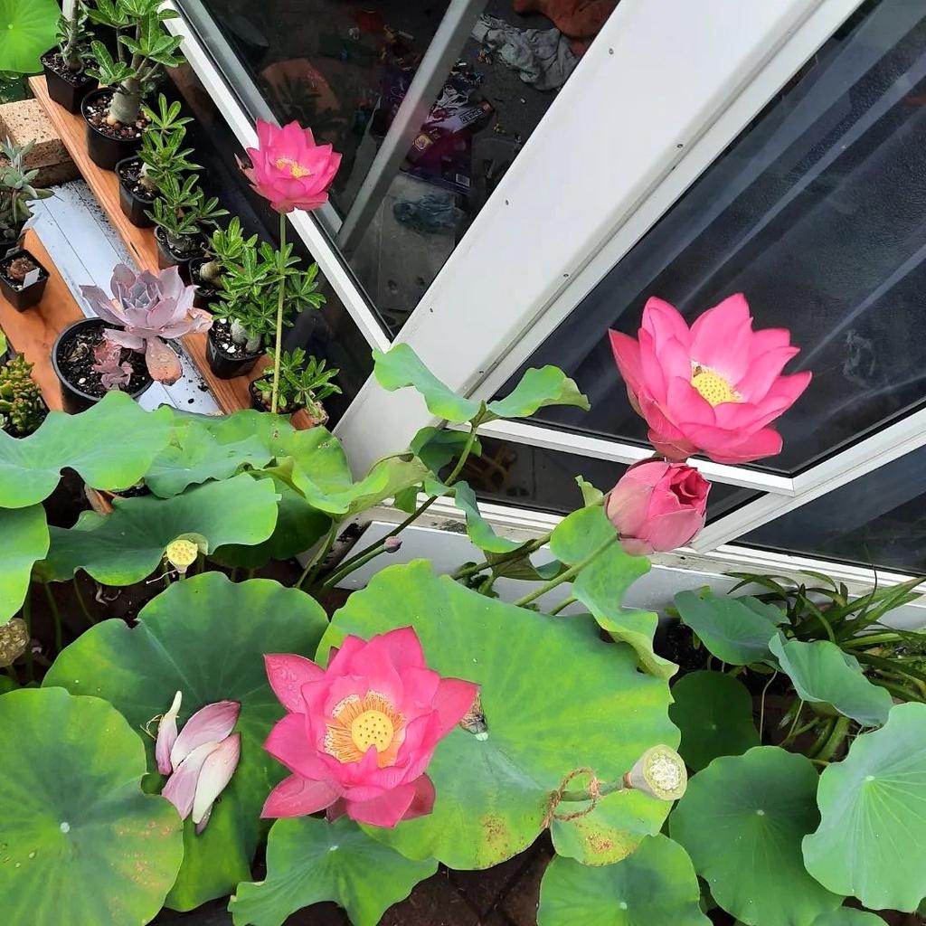Hạt giống Hoa Sen Rado 846 mix màu - Cây lùn
