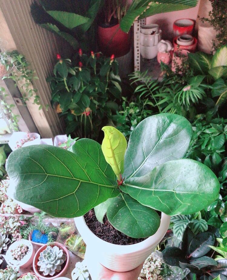 Chậu Cây Bàng Singapore