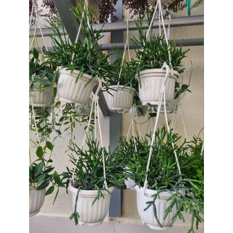 Cây sừng hươu - Rhipsalis cereuscula