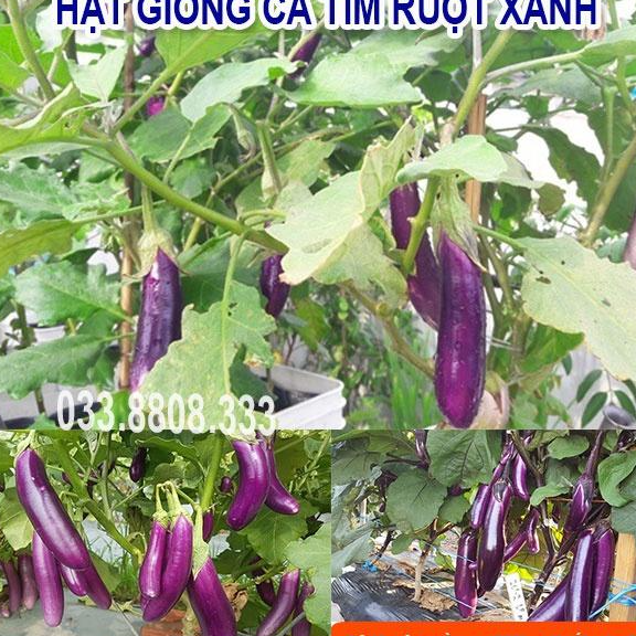 Hạt Giống Cà Tím Ruột Xanh Dài - Quả Dài Đặc Ruột