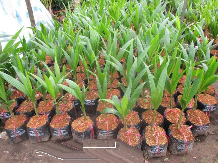 CÂY DỪA LÙN ĐỎ - CAM KẾT GIỐNG CHUẨN - CÂY Y HÌNH
