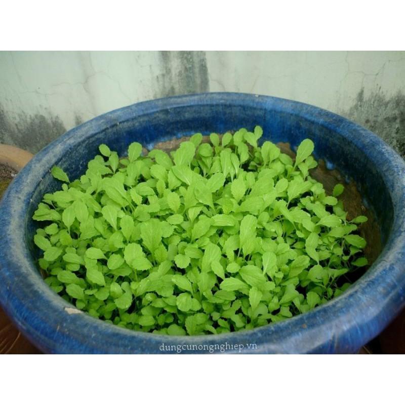 Hạt giống cải xanh ăn non gói 20g