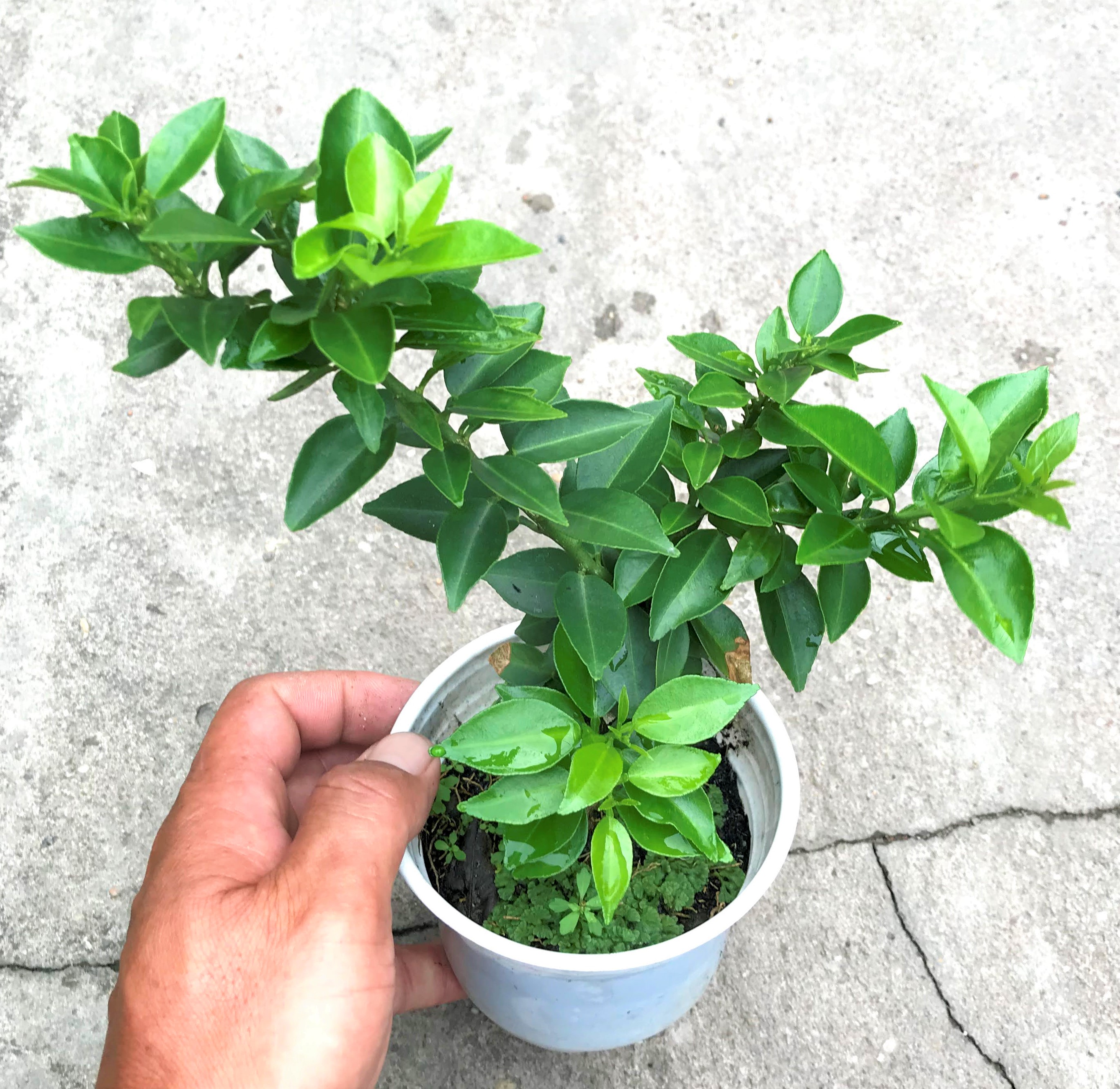 Cây giống Cam Mỹ