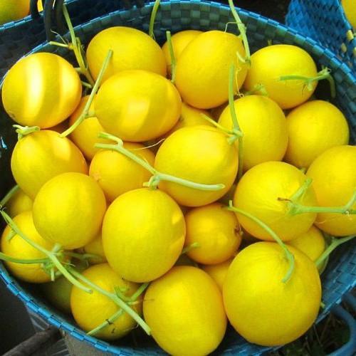 PN -Dưa Lê Siêu Trái Siêu Ngọt Hồng Kim Long - Trồng Rau Xanh Rau Sạch Organic Bằng Đất Sạch, Mùn Dừa Và Phân Bón Hữu Cơ