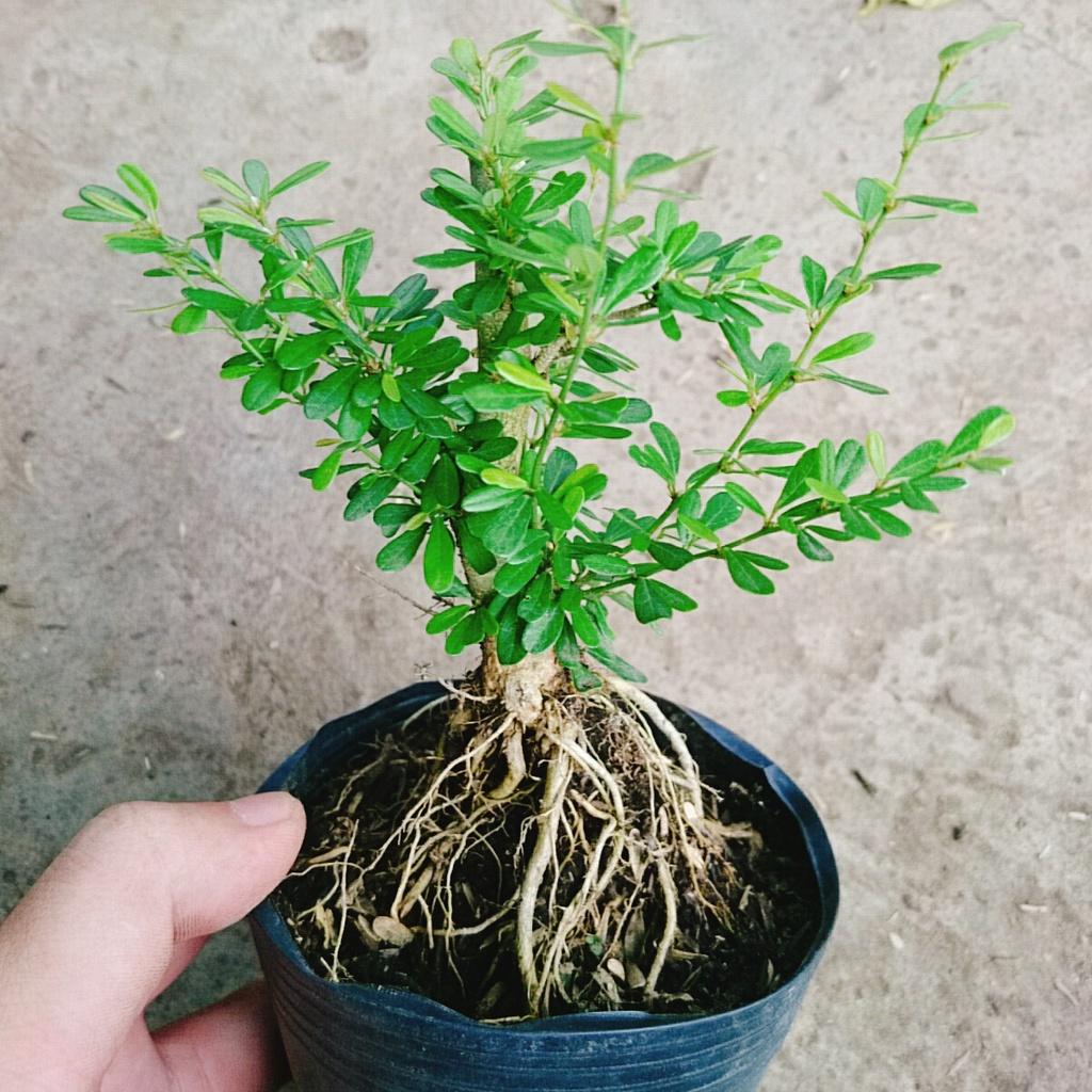 Cây Linh Sam 86 - cây cảnh bonsai để bàn + tặng phân bón
