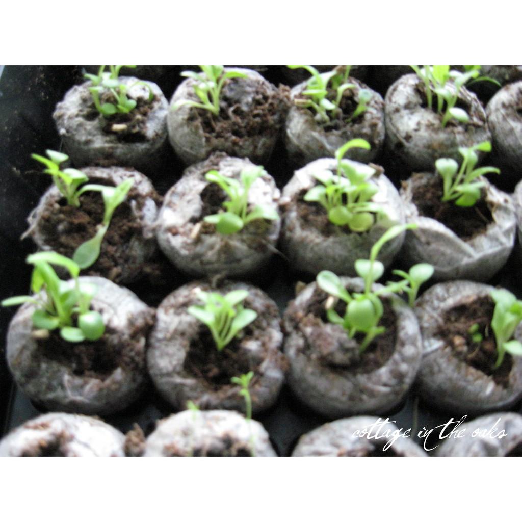 Bộ 50 và 100 viên nén ươm hạt xơ dừa hữu cơ trồng rau, dâu tây, thủy canh (loại lớn cao 60mm)