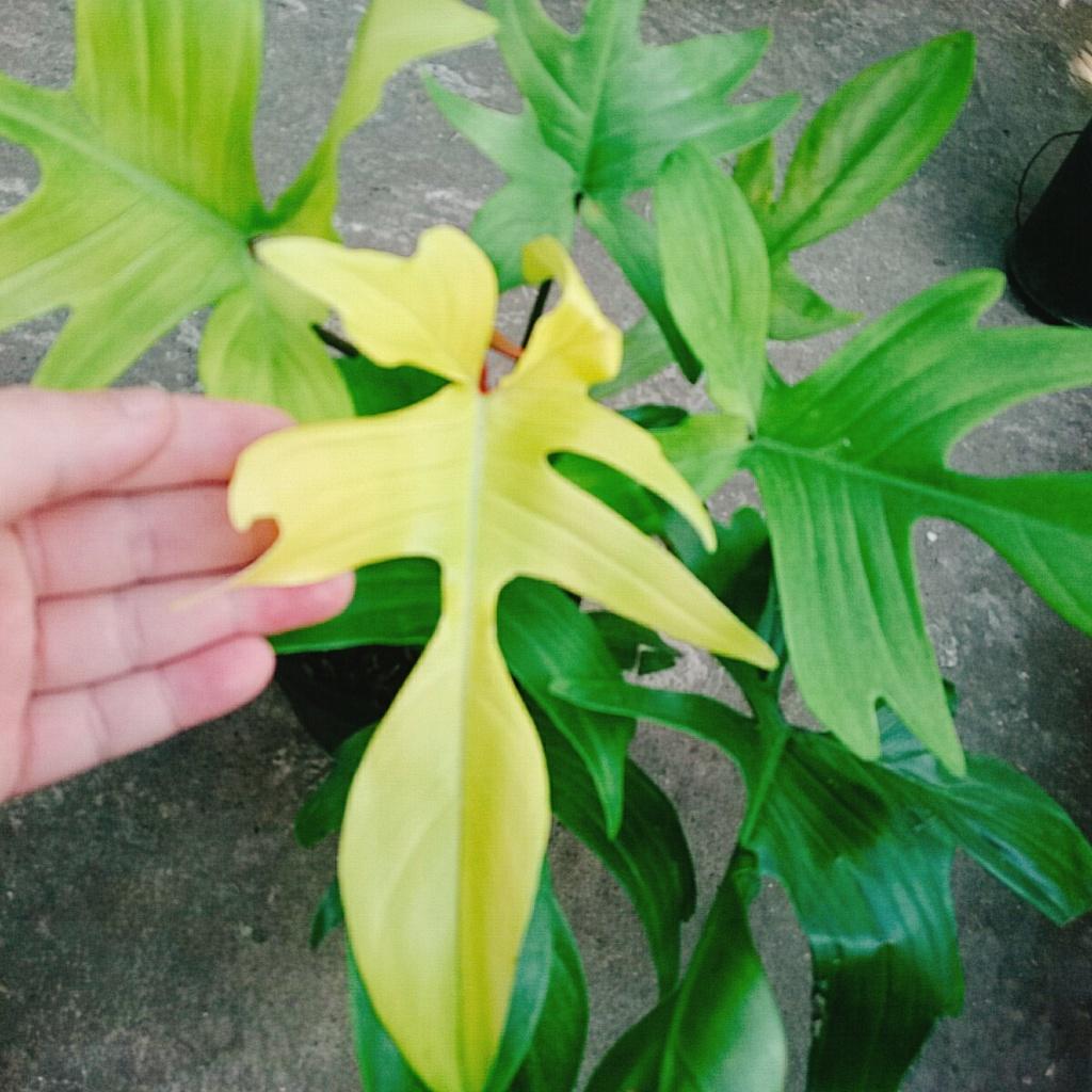 Trầu Bà Cánh Én Vàng - Philodendron Florida Ghost