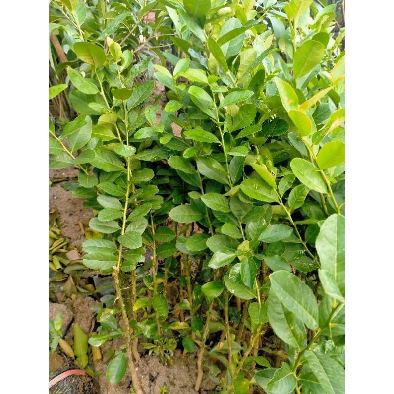 COMBO 2 CÂY GIỐNG CHANH VÀNG MỸ cây giống thuần chủng F1