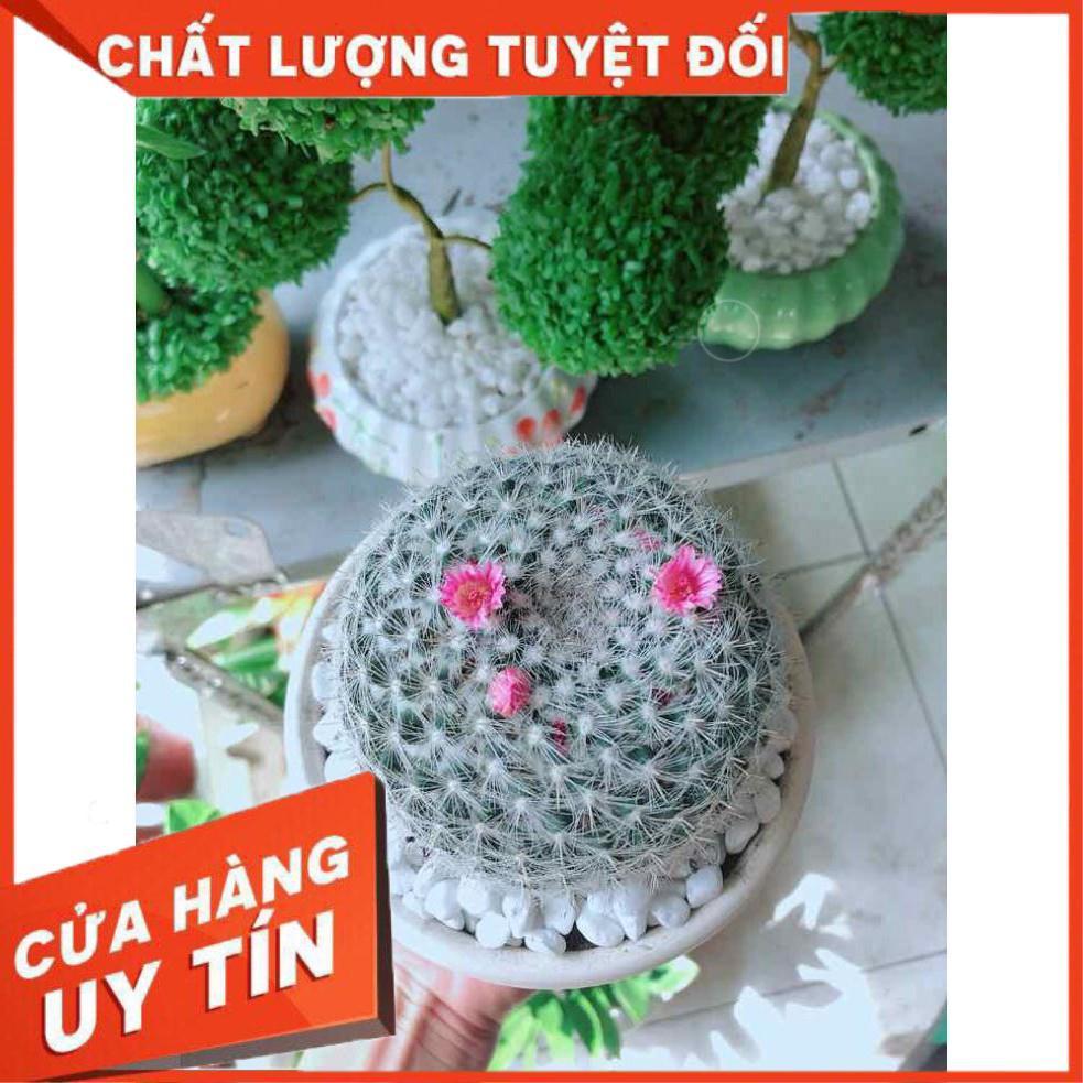 Chậu xương rồng nở hoa Nhiều Người Mua