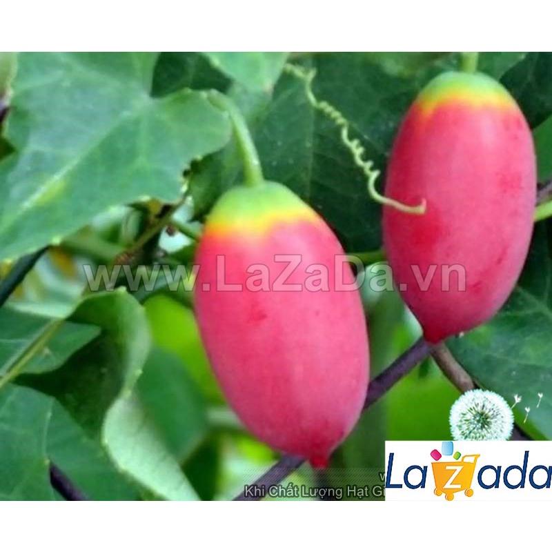 Hạt Giống Cây Bình Bát Dây Dây Bát Mãng Bát a11