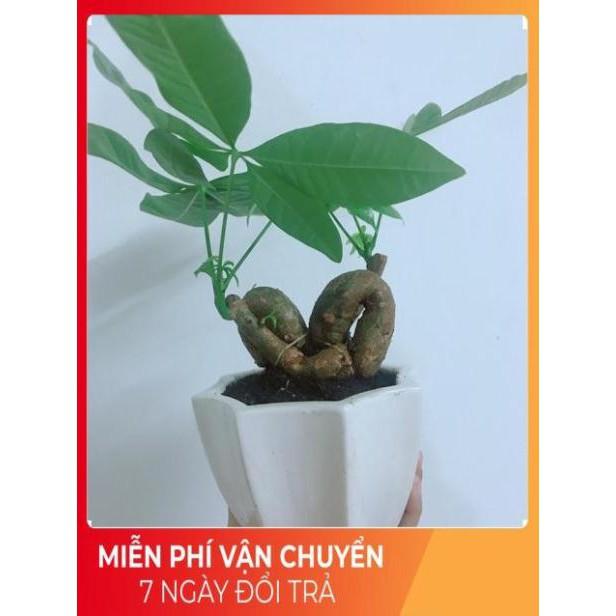 Chậu Kim Ngân Nơ