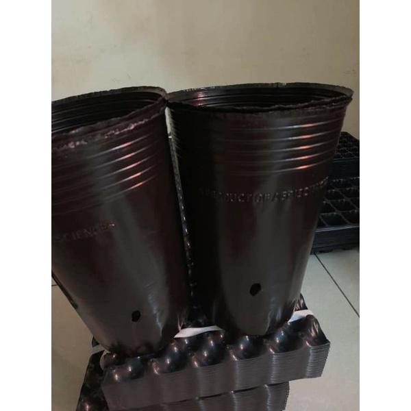 Chậu sầu riêng , .