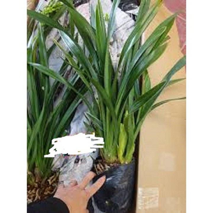 Đia lan hương cát cát cực thơm, hàng hoa tết, gửi nguyên chậu đi, hàng to đẹp