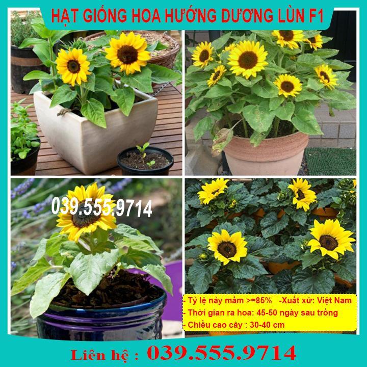 HẠT GIỐNG HƯỚNG DƯƠNG LÙN NẢY MẦM CAO