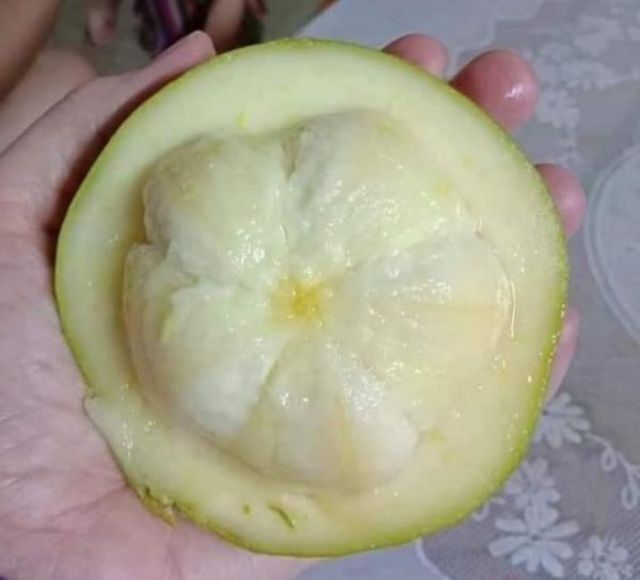 CÂY GIỐNG BÁNH KEM CAO 40_50CM