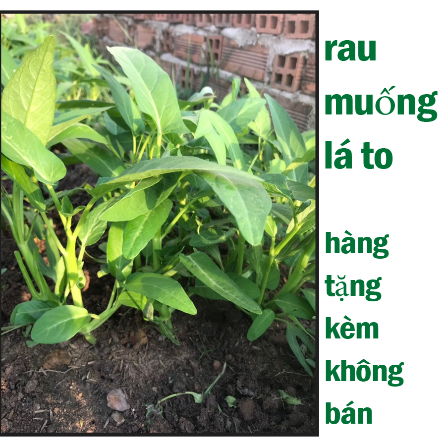 Rau muống lá to.quà tặng nên ko có nhều,cám ơn quý khách ủng hộ