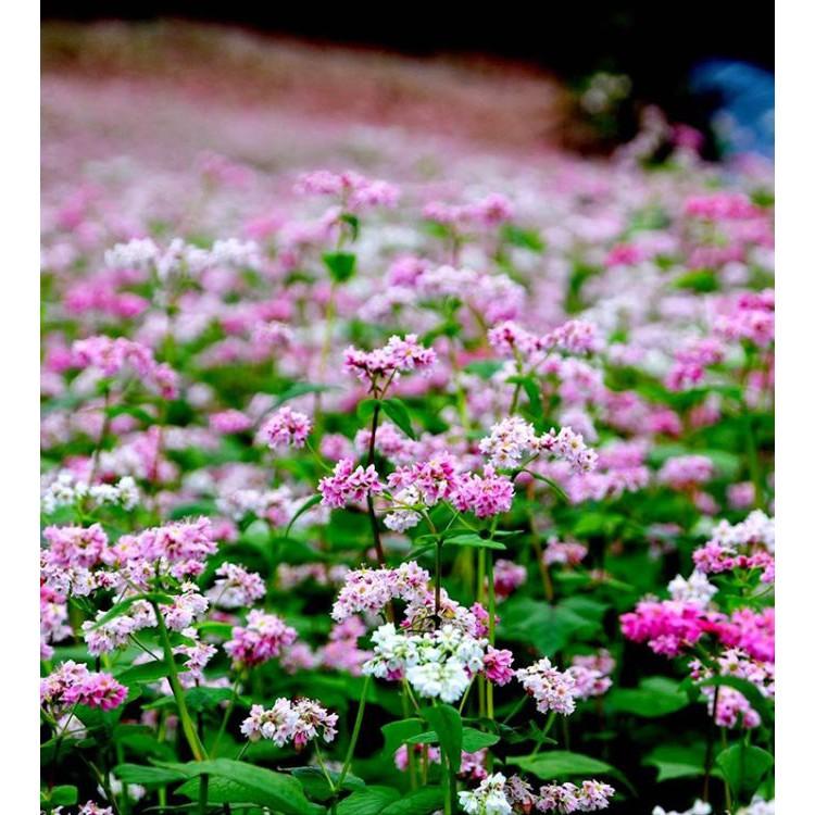 Hạt giống hoa tam giác mạch Mix - gói 10gram