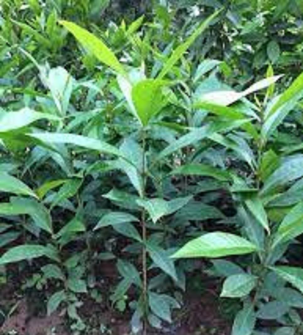 Cây lá vối nếp giống