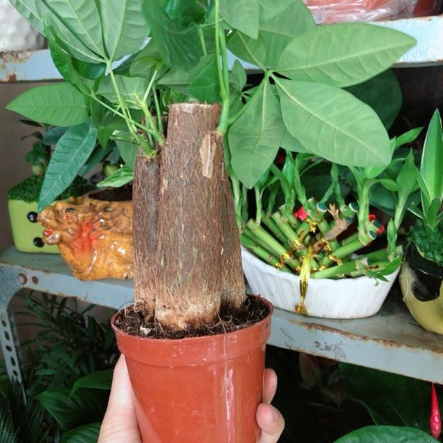 Chậu Kim Ngân 3 Thân