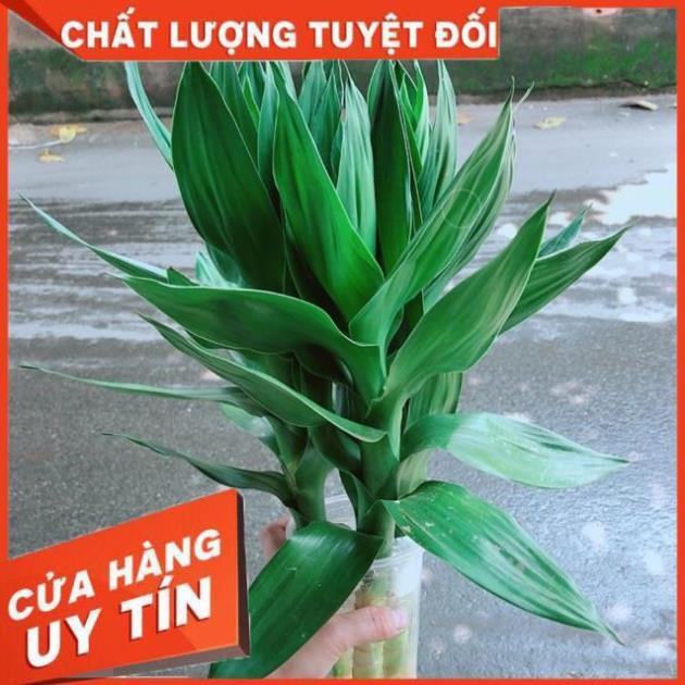 Phát Tài Búp Sen